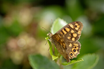 Fototapeta na wymiar Beautiful butterfly closeup