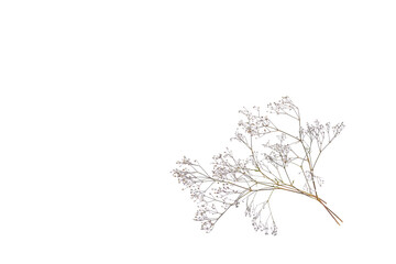 Composition of dried colored flowers on a white background. Top view Image of dried flowers. Romantic flowers. Space for text and design. A greeting card. Isolate Limonium perezii. Kermek. Statica