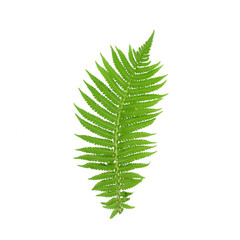 Fern leaf isolated on white background. Fern leaf, Ornamental foliage, Fern isolated on white background, with clipping path