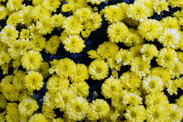 bright yellow chrysanthemums. Flowers on a yellow background - 468590672