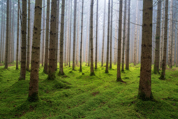 Softwood, conifer trees in the forest with mist, fog and mossy ground