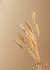 Close-up of beautiful creamy dry grass bouquet. Shadows on the wall. Silhouette in sun light. Selective focus. Floral home decoration.