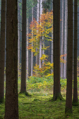 Conifer softwood with hardwood in the forest in fall autumn in germany bavaria baden-württemberg with some fog mist