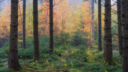 Conifer softwood with hardwood in the forest in fall autumn in germany bavaria baden-württemberg with some fog mist