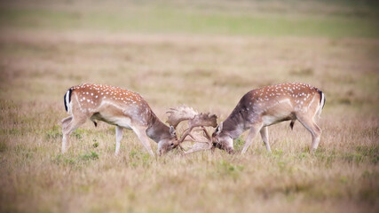Fallow deers fighting at meadow