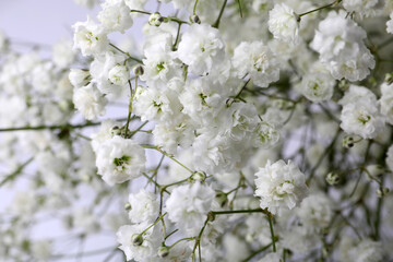 Beautiful gypsophila flowers on white background, closeup view