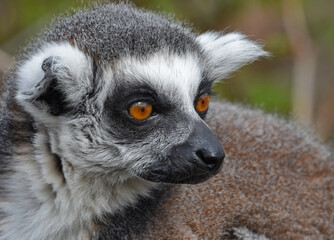 ring-tailed lemur 2