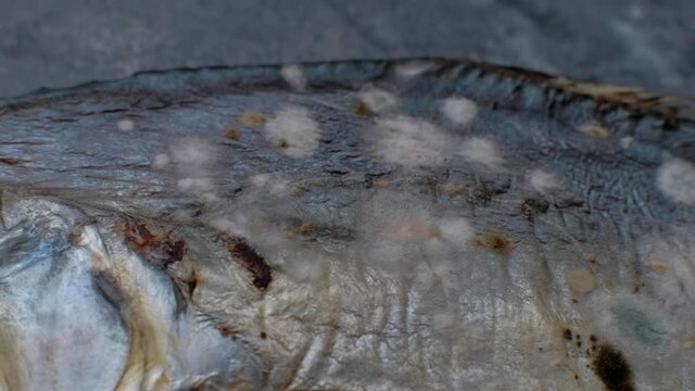 Spoiled Vomer smoked fish. Dry food mold. Dried fish moldy. Macro footage. Dolly shot.