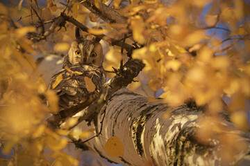 Long-eared Owl perched at birch tree at sunrise