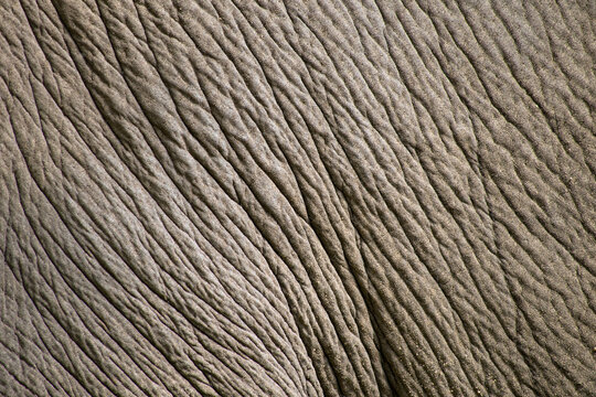 elefantenhaut, elefant, struktur
