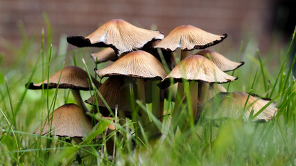 a few brown mushrooms with a thin cap growing on the green grass. green background with mushrooms. after the rain