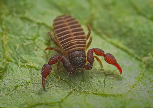 Close up macro image of a tiny Pseudoscorpion
