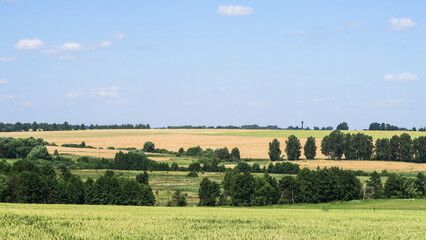 Green and yellow fields with trees and bushes against a large blue sky on a sunny day. Wide view of the countryside. Natural background of hills and copses, rare trees on rough terrain, fresh juicy sh