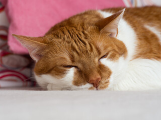 Orange white cat sleeping and resting