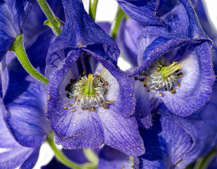 Monkshood, Aconitum Carmichaelii‚ Arendsii. Botanical Garden, KIT, Karlsruhe, Germany, Europe