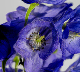Monkshood, Aconitum Carmichaelii‚ Arendsii. Botanical Garden, KIT, Karlsruhe, Germany, Europe