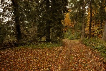 Beautiful view of pathway strewed with autumn leaves in forest