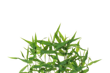 Naklejka premium green grass nature isolated on white background