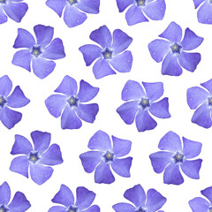 Blue periwinkle flower seamless pattern. Blue periwinkle flower. 