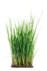 nature green grass or rice plant isolated on white background