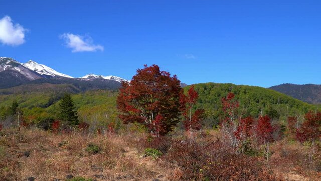 秋の乗鞍高原　紅葉した大カエデ