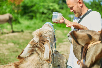 Man feeding donkeys in the countryside, in a farm,