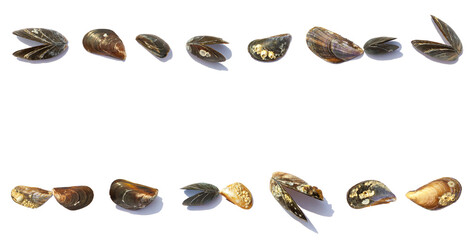 Horizontal banner made of sea mussel shells, isolated on white background with copy space for text