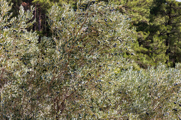 Closeup of olive trees with fruits and leaves in a field in ready for olive oil production