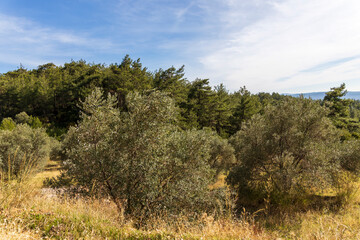 Closeup of olive trees with fruits and leaves in a field in ready for olive oil production