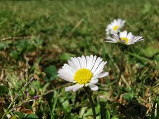 daisy in the grass