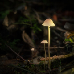 Yellowleg Bonnet mushrooms grow from the forest floor. Tiny delicate toadstools
