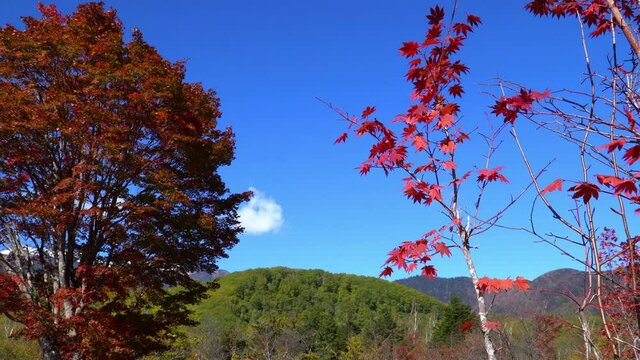 秋の乗鞍高原　紅葉した大カエデ