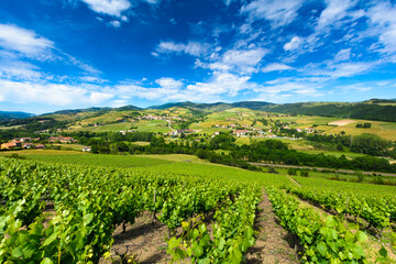 Fototapeta na wymiar Vineyards of Ternand and Letra villages in Beaujolais