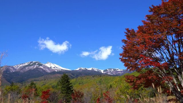秋の乗鞍高原　紅葉した大カエデ