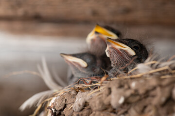 Photo of three newborn swallow birds in the nest. Little birds with yellow mouths