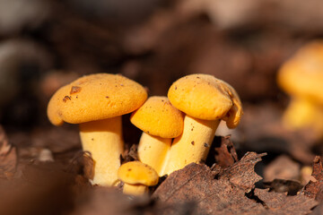 Macro shot of group of yellow chanterelle mushrooms in foliage. Picking mushrooms in Autumn