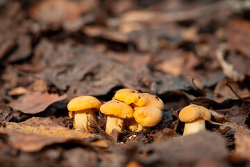 Family of chanterelle mushrooms in forest