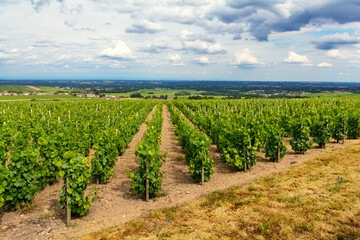 Fototapeta na wymiar Vineyards of Fleurie Village, Beaujolais, France