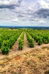 Vineyards of Fleurie Village, Beaujolais, France