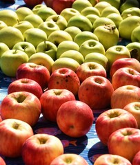locally grown apples for sale on a table in the sun