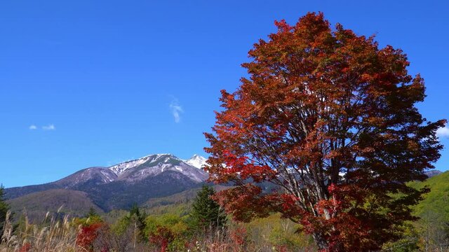 秋の乗鞍高原　紅葉した大カエデ