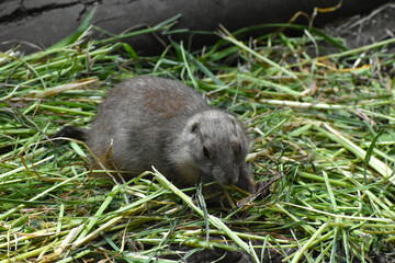 食事に夢中な真夏のプレーリードッグ