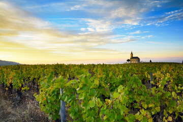 Vineyards and church of Saint Laurent d'Oingt at sunrise, Beaujolais land, France