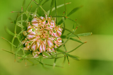 daucus Carota flower, Bees nest plant, Queen Anne's,Lace wild carrot