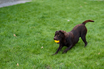 black labrador retriever puppy