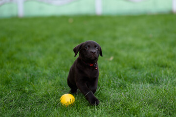 labrador retriever puppy playing with ball