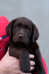 chocolate labrador puppy