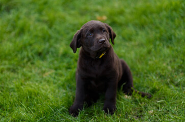 labrador retriever