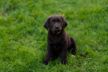 labrador retriever