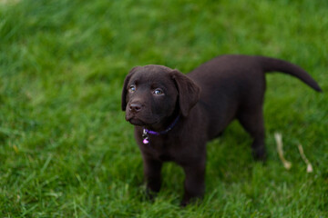 labrador puppy